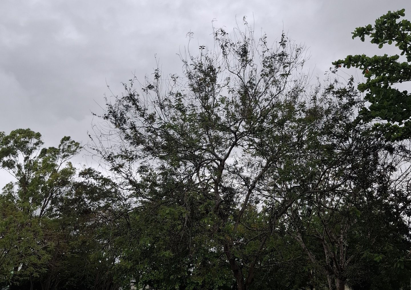 Vista de Residencial Buena Ventura II